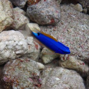 South Seas Devil - female