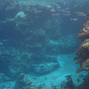 Avatele Reef channel, Barred Flagtails