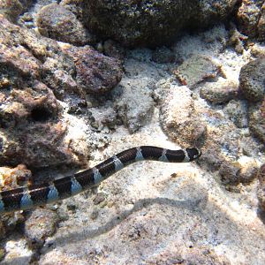 Blue-lipped Sea Krait