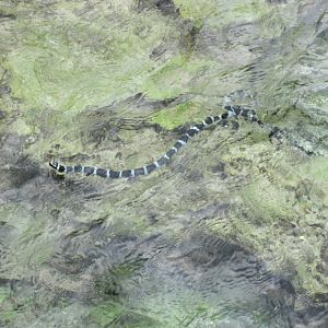 Blue-lipped Sea Krait