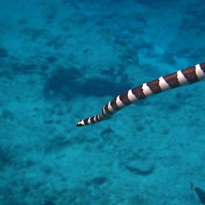 Blue-lipped Sea Krait