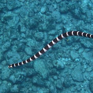Blue-lipped Sea Krait