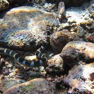 Blue-lipped Sea Krait