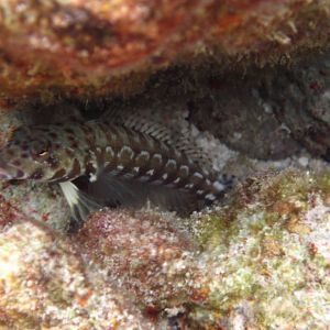 Thousandspot Sandperch