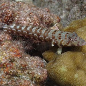 Thousandspot Sandperch