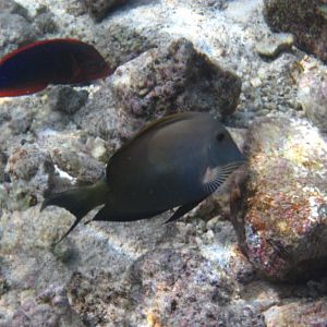 Yellowtail Coris and Brown Surgeonfish