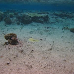 Hio reef pool - Convict Surgeonfish