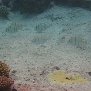Convict Surgeonfish