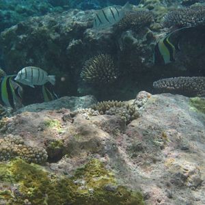 Convict Surgeons and Moorish Idols