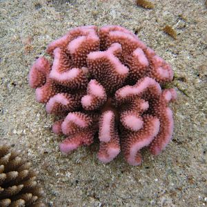 Coral