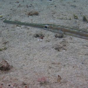 Cornetfish