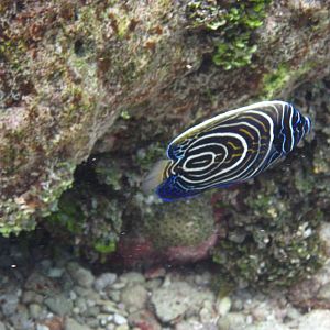 Emperor Angelfish juvenile