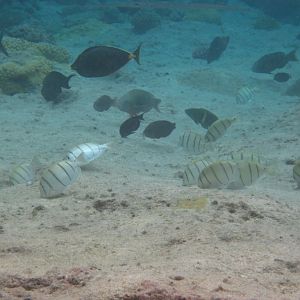Hio reef pool