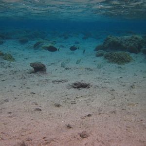 Hio reef pool