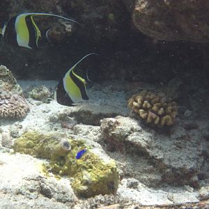 Moorish Idols