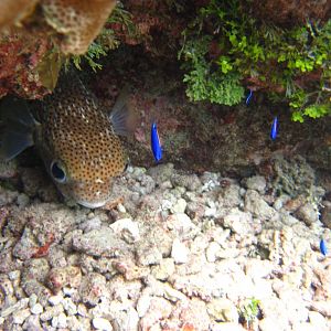 Porcupinefish and South Seas Devils