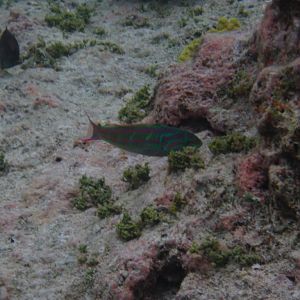 Fivestripe Wrasse - immature