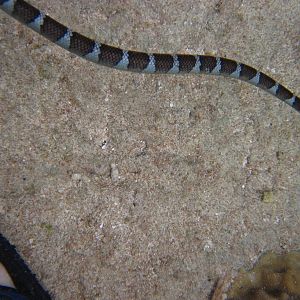 Flat-tailed Sea Krait (aka Niue Sea Krait)