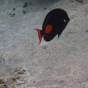 Convict Surgeonfish and Achilles Tang