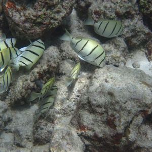 Convict Surgeonfish