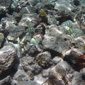 Convict Surgeonfish