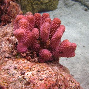 Coral