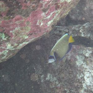 Emperor Angelfish - adult