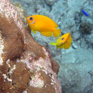 Lemon Peel Angelfish