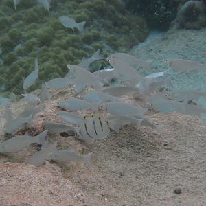 Acute-jawed Mullet school