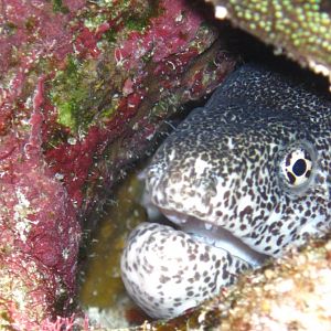 Peppered Moray
