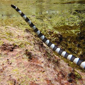 Blue-lipped Sea Krait