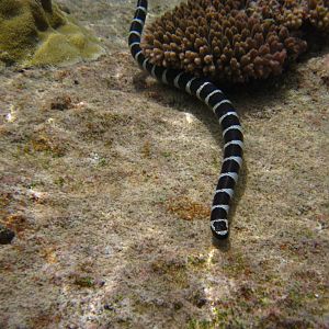 Blue-lipped Sea Krait