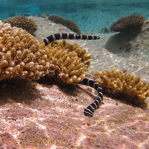 Blue-lipped Sea Krait