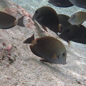 Blue-lined Surgeonfish (Acanthurus nigros)