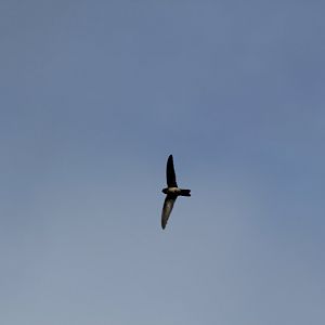 White-rumped Swiftlet