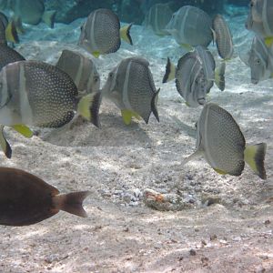 White-spotted Surgeons