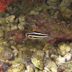 Juvenile Six-lined Soapfish?