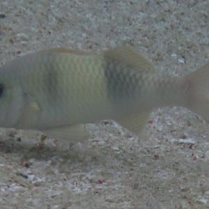 Double-bar Goatfish