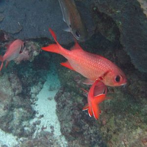 Soldierfish