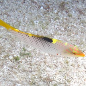 Checkerboard Wrasse - initial phase