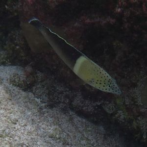 Clown Coris - intermediate phase