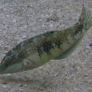 Weedy Surge Wrasse