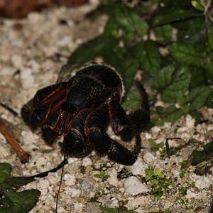 Coconut Crab