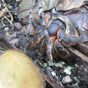 Coconut Crab