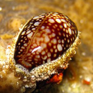Cowrie