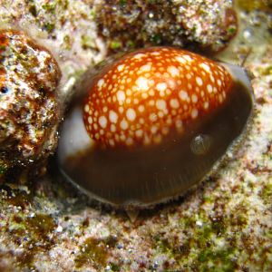 Cowrie