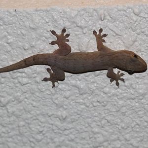 Stump-toed Gecko