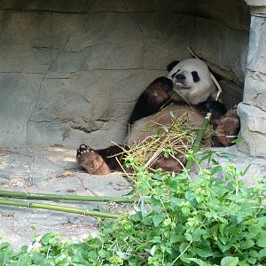 Tian Tian Taking it Easy