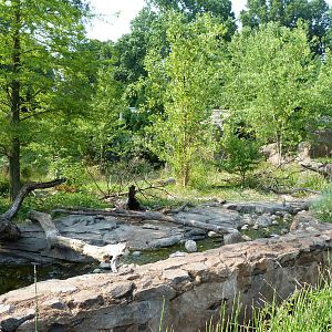 Asian Small Clawed Otter Exhibit