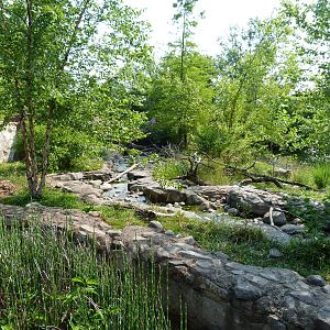 Asian Small Clawed Otter Exhibit